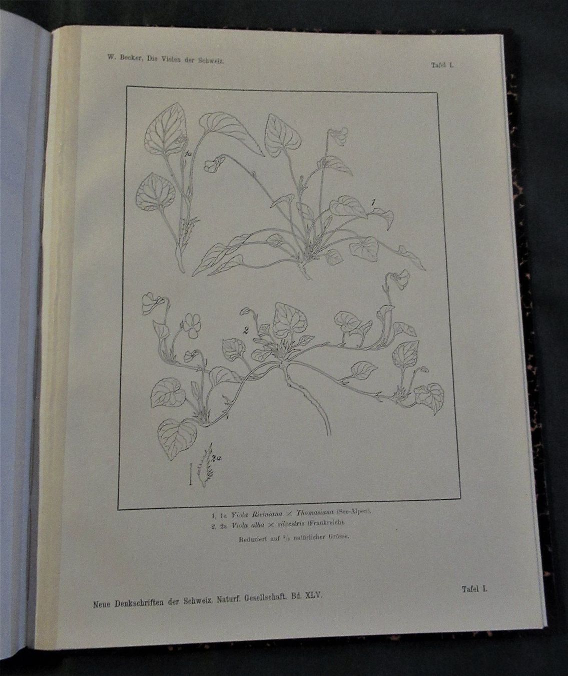 Libri: Violen Veilchen Botanik Gartenpflanzen – Usato da Hedingen venduto da Protechnica 1