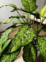🌱 Unikat in Grün: Dieffenbachia Tricolor Hybrid