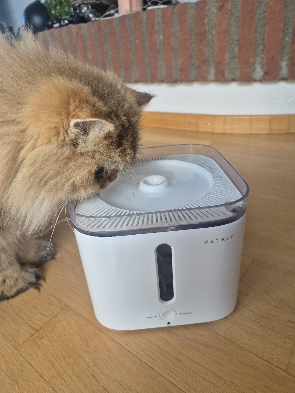 Teiche & Zierbrunnen: Petkit Eversweet Smart II inkl. Filter – Gebraucht aus Niederglatt ZH von HaloHos