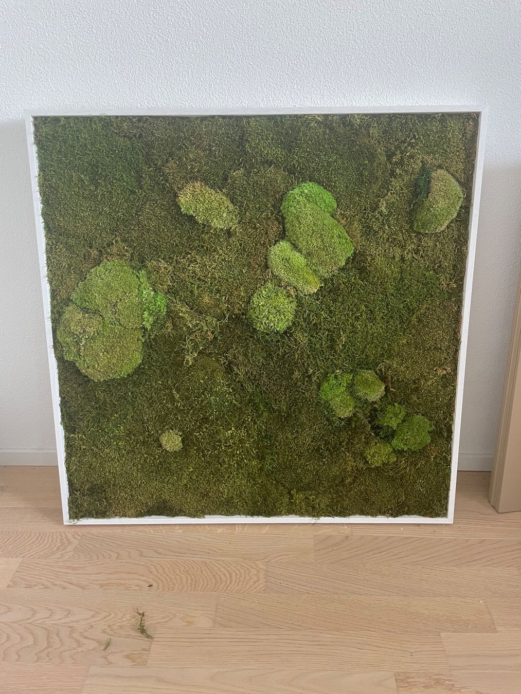 Posters & Illustrations: Moosbild mit weissem Rahmen 80x80cm – D'occasion à Dättwil AG par jil_qh7r