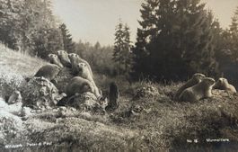 Max Burkhardt Nr. 18 - St. Gallen, Wildpark, Murmeltiere