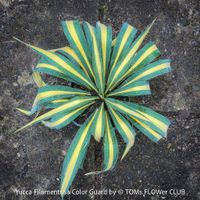 Yucca Filamentosa Color Guard - winterharte Garten-Yucca