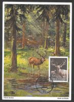 Österreich Maximumkarte Nr. 1065 Rotwild Innsbruck 31.5.1960
