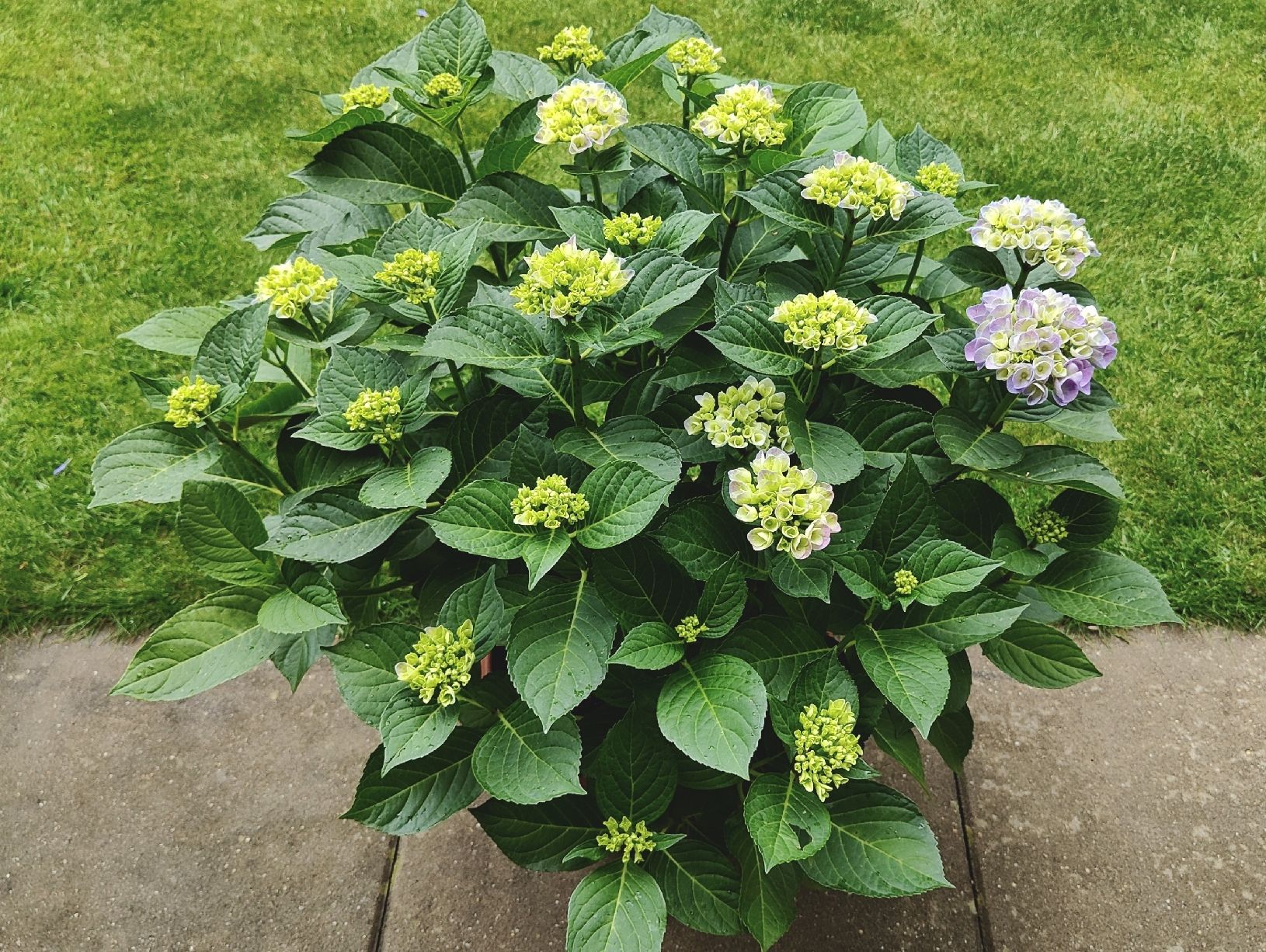 Piante & sementi: Blühbereite Hortensie – Usato da Dietikon venduto da SP8953