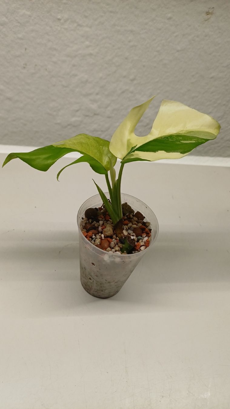Piante & sementi: Monstera Minima – Usato da Bern venduto da uwi_8t7x