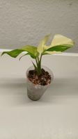 Monstera Minima