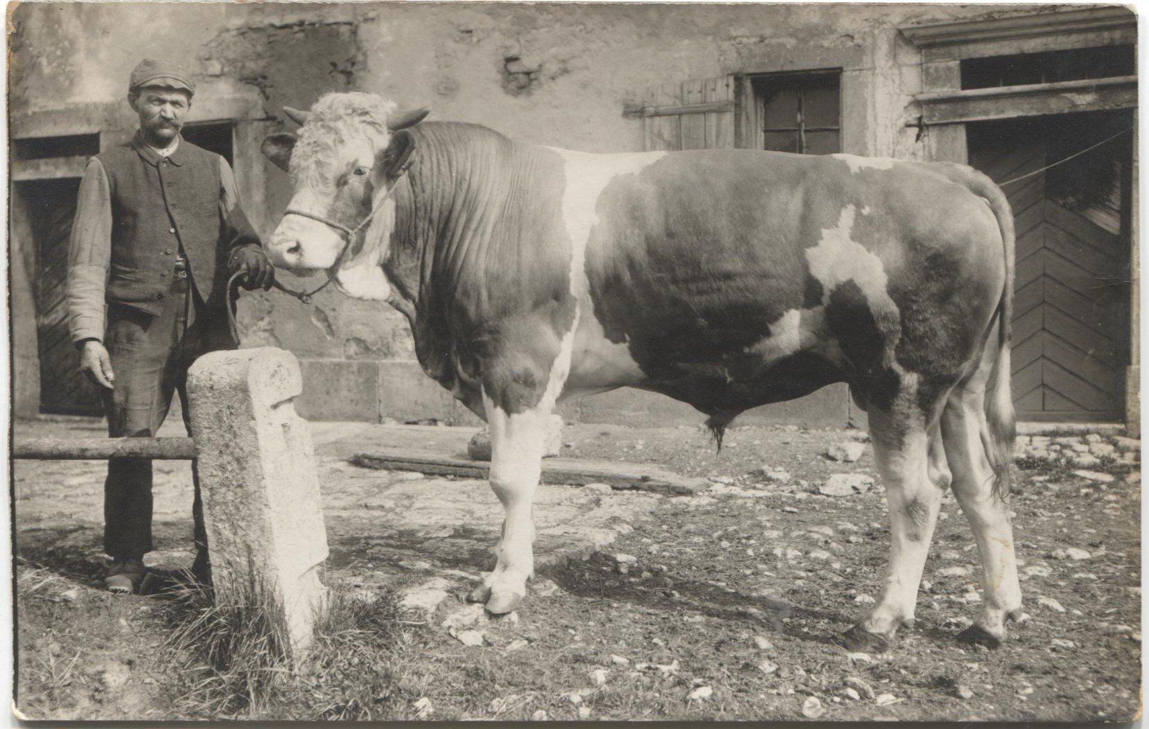 Cartoline postali: LANDWIRTSCHAFT/BAUER 1910 mit Stier – Usato da Wil SG venduto da Clanx