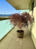 Japanischer Ahorn „Tamukeyama“