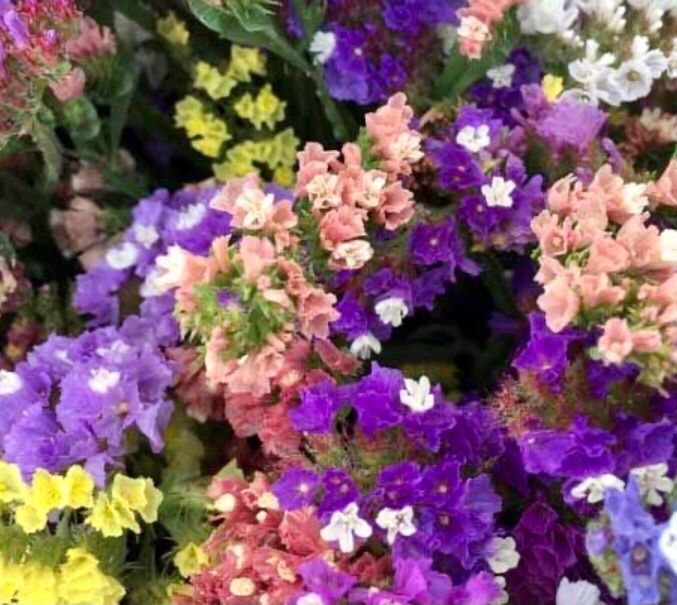 Piante & sementi: Ab 5.- fr 20 Samen Unsterbliche Blume: STATICE – Nuovo e nell'imballaggio originale da Rovio venduto da POSITIFFARTandPLANTS 2