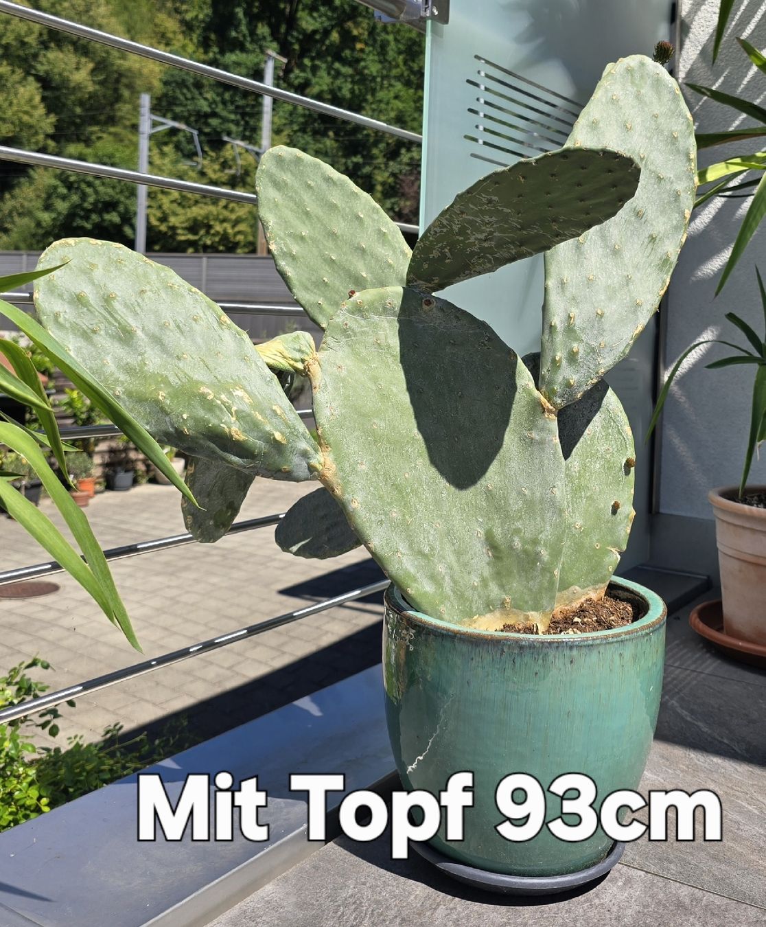 Piante & sementi: Opuntia Indica mit Topf   – Nuovo (secondo la descrizione) da Aarburg venduto da popkorn65 5
