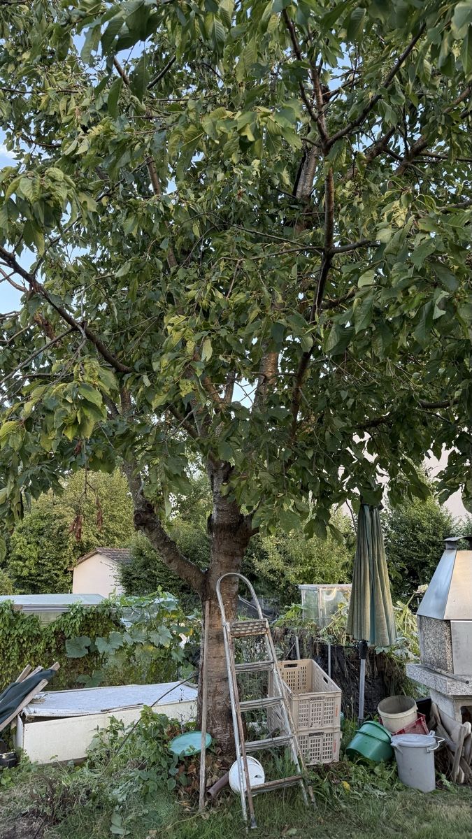 Pflanzen & Samen: Kirschbaum – Gebraucht aus Root von Jana_Ma 2