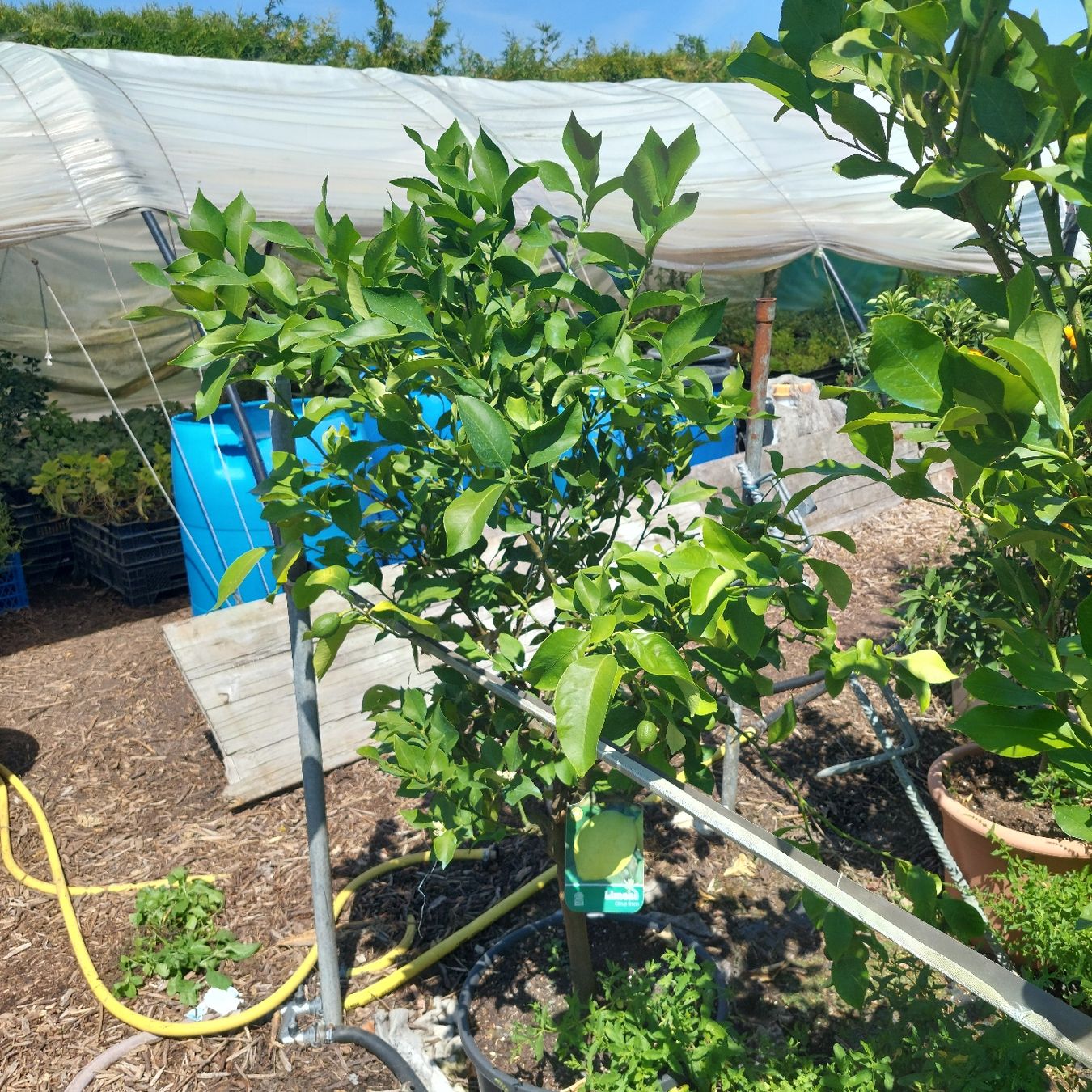 Piante & sementi: Zitronenbaum mit Frucht im Topf  – Usato da Honau venduto da Blazer1 5