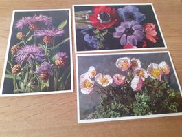 BLUMEN - 30/40er JAHRE - ANEMONE GLETSCHER HAHNENFUSS