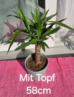 Yucca Palme, Zimmerpflanze, Topf Inklusive!