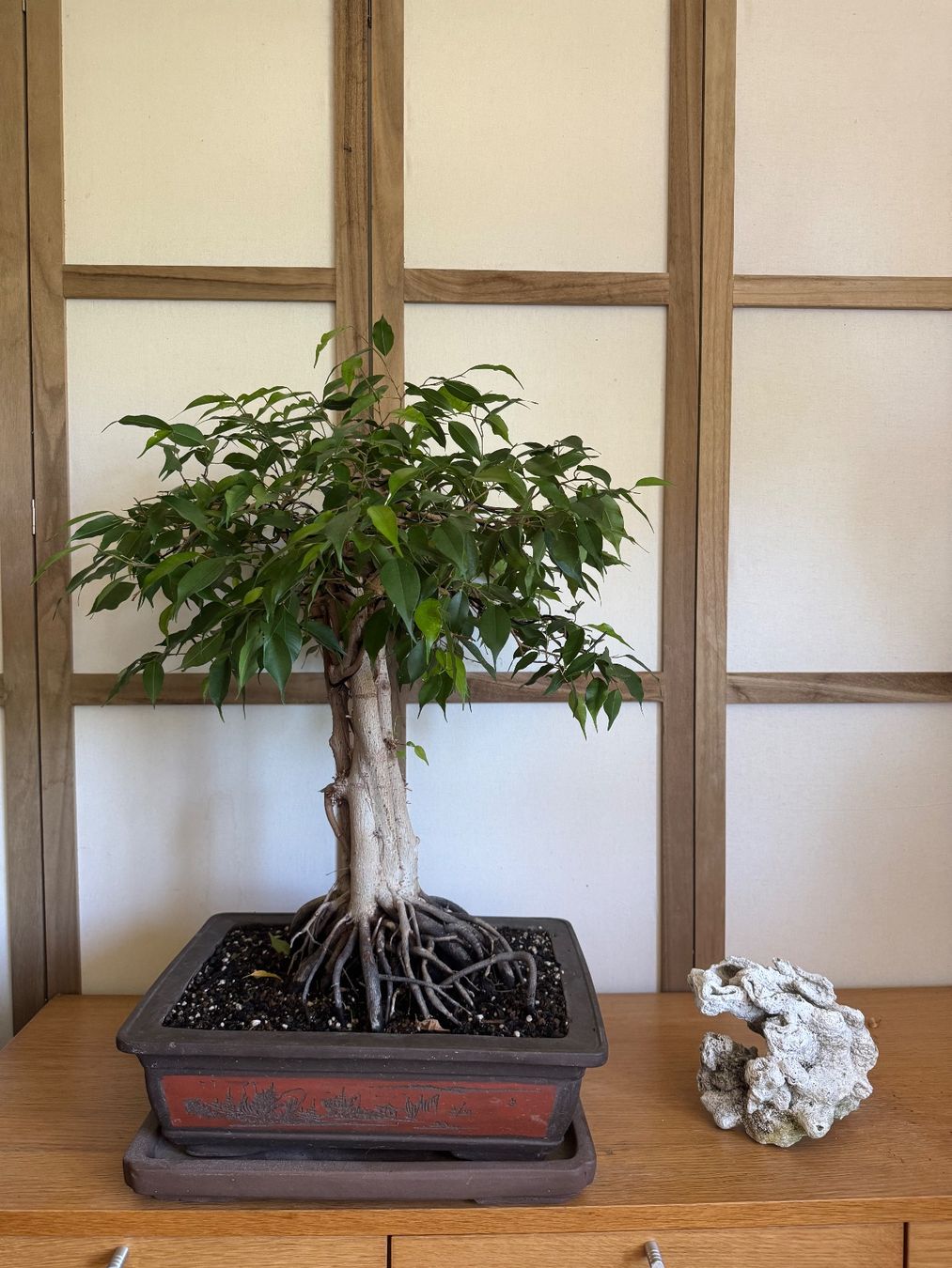 acacia dealbata bonsai Acacia Dealbata Tree Or Shrub 20/100/1,000 Seeds, Silver Wattle Mimosa main image 0