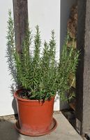 Kleiner Rosmarin Gewürzstrauch