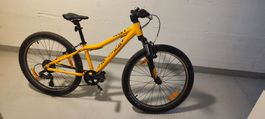 Bergamont Revox 24