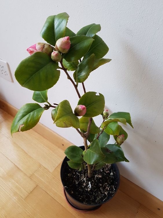 Kamelie Camelia rosa/rot Gartenpflanze Balkonpflanze winterh Kaufen