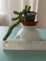 Felsendickblatt Sukulente ' Crassula' 5