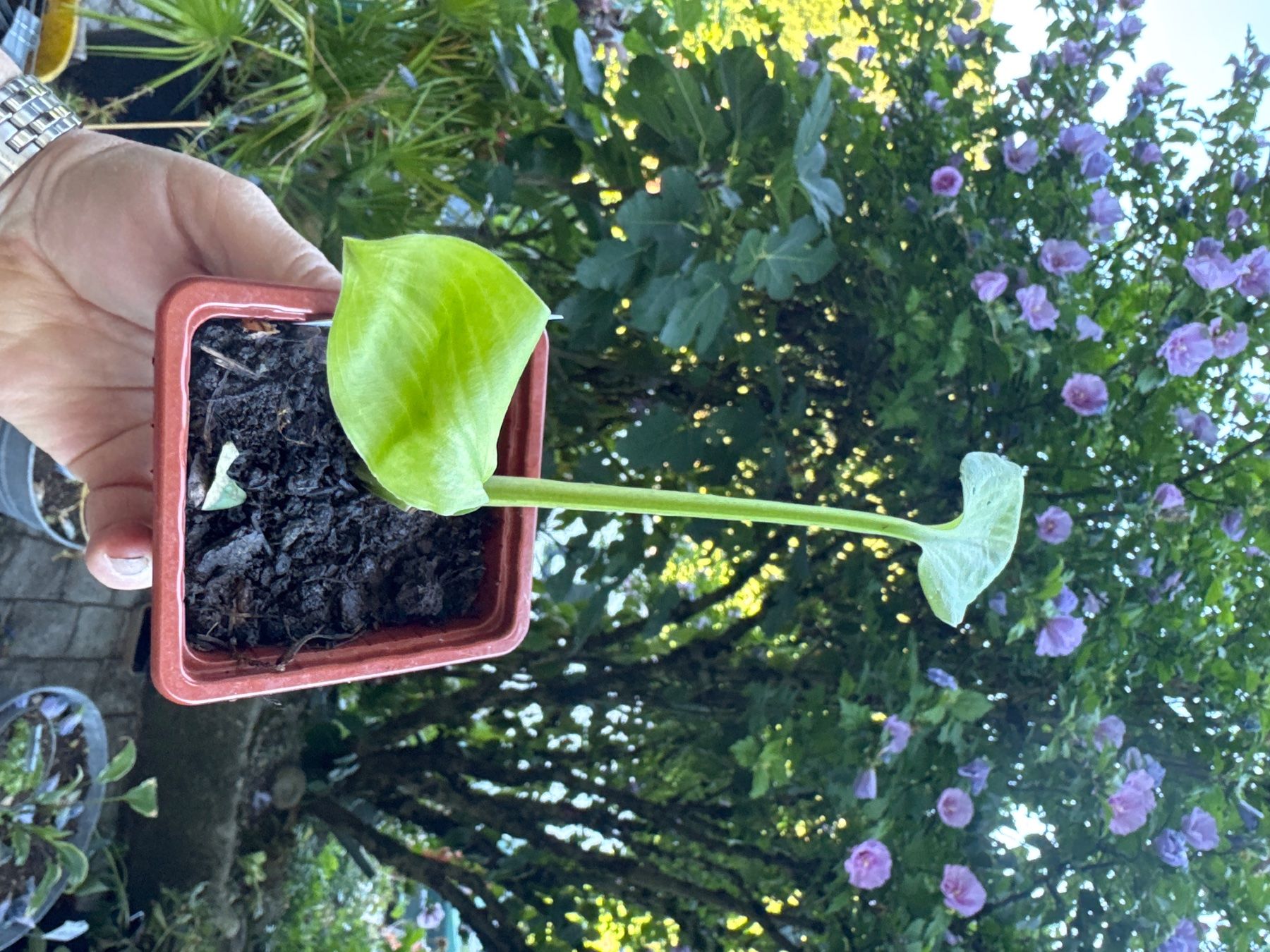 Plantes & graines: Hosta vanilla cream 3 – D'occasion à Lajoux JU par Briard0 1