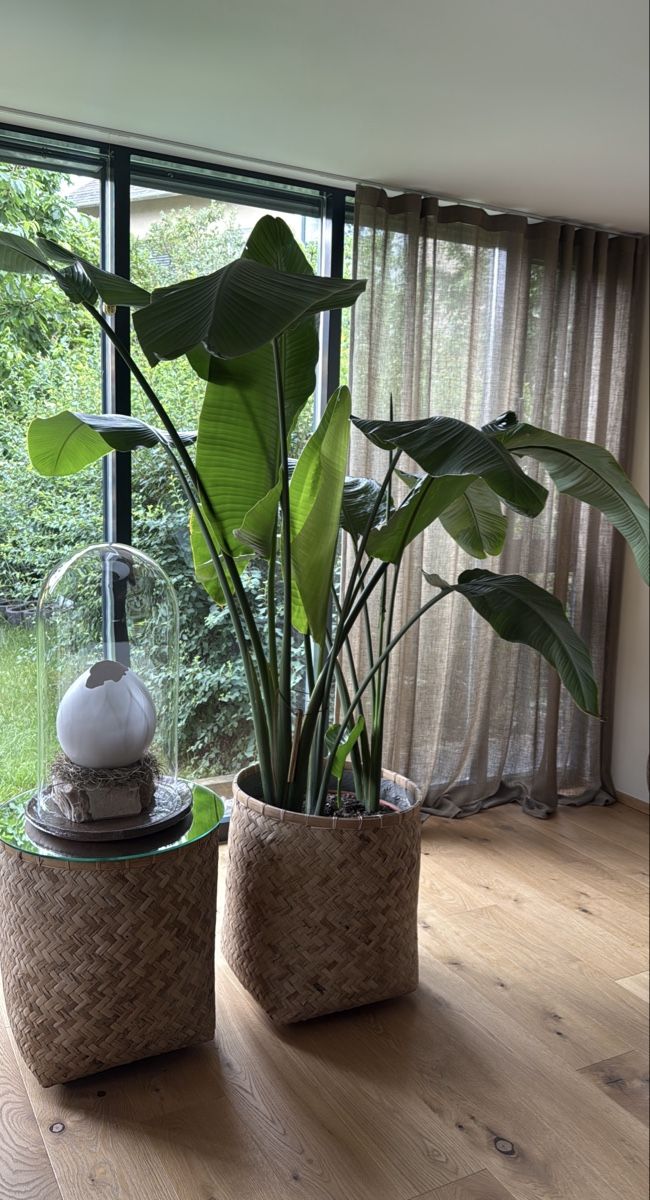 Piante & sementi: Strelitzia 250M – Usato da Arlesheim venduto da COMA14