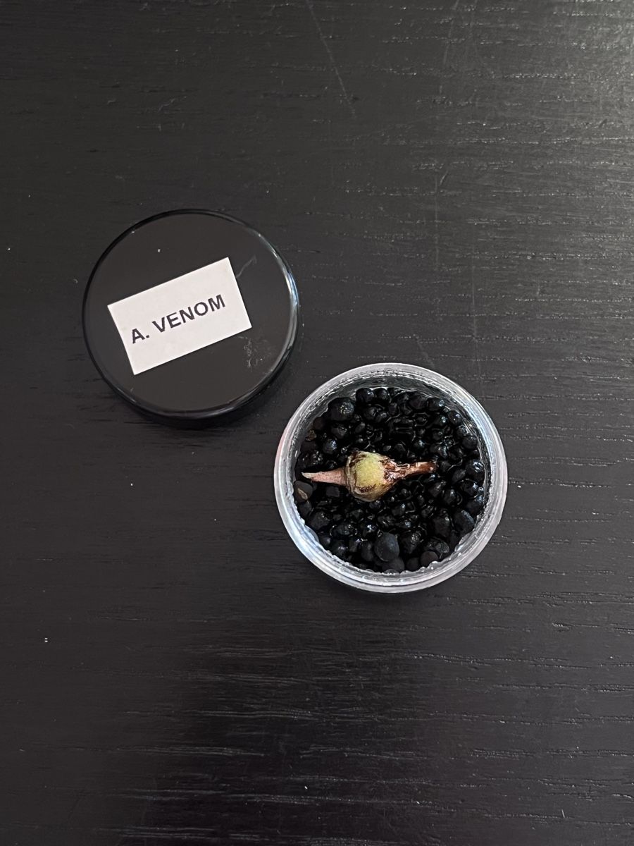 Piante & sementi: Alocasia Venom corm/rhizom – Usato da Lugano venduto da The_Botanists