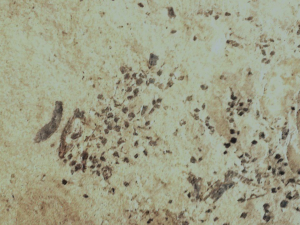 Fossili: Fossilien aus Holzmaden – Usato da Olten venduto da smiples 1