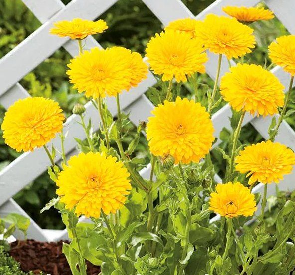 Pflanzen & Samen: RINGELBLÜME Santana / Calendula officinalis / 20 Samen – Neu (gemäss Beschreibung) aus Hinteregg von ERFOLG78
