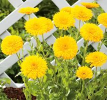 RINGELBLÜME Santana / Calendula officinalis / 20 Samen