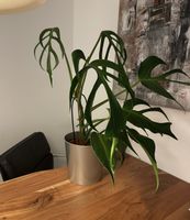 Monstera Burl Marx Flame