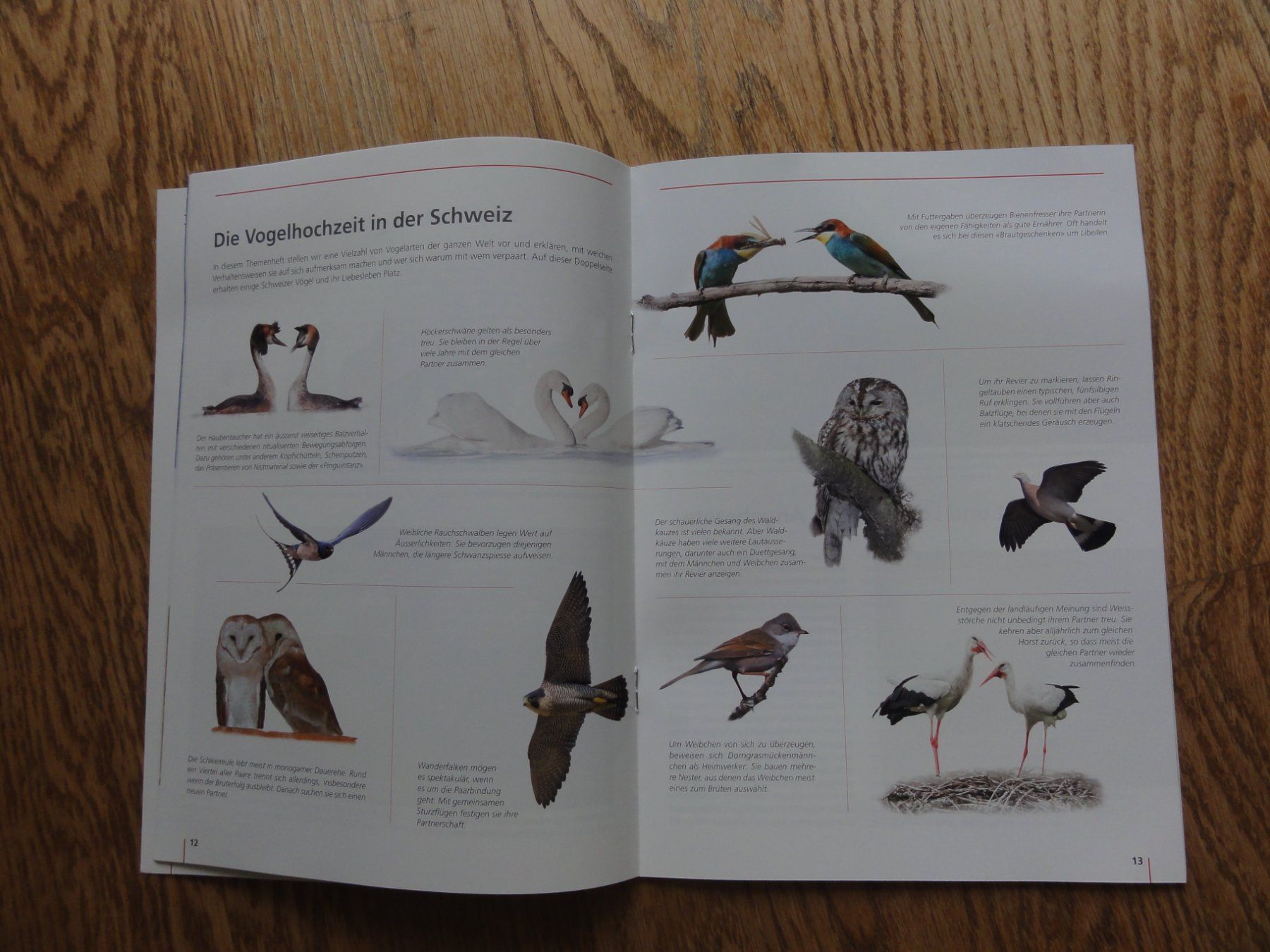 Libri: Die Vogelhochzeit – Nuovo (secondo la descrizione) da Riedholz venduto da Taweva 3