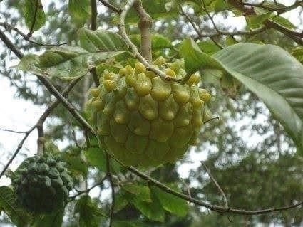 Piante & sementi: Annona Edulis FRUIT TRES RARE 2g – Nuovo (secondo la descrizione) da Bremblens venduto da FIBONACCI369 1