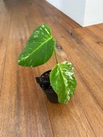 Monstera albo💚