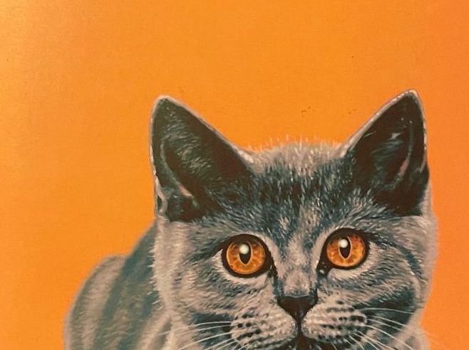 Libri: Katzen Roman von Eva Berberich – Nuovo (secondo la descrizione) da Emmenbrücke venduto da Ladyboutique 1