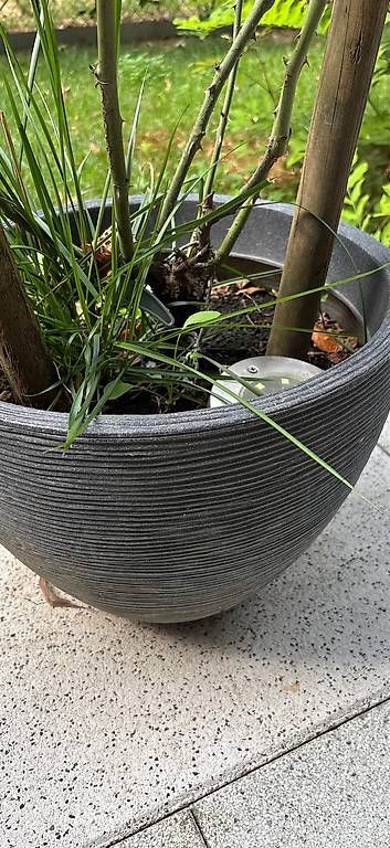 Blumentöpfe: Rosier avec pot – Gebraucht aus Nyon von Marineg21 1