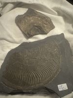 Ammoniten Fossilien Set zwei Steine guter Zustand