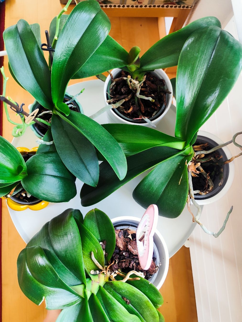 Pflanzen & Samen: 5 gesunde Orchideen mit Töpflis – Gebraucht aus Zürich von Claudia_Zueri 6