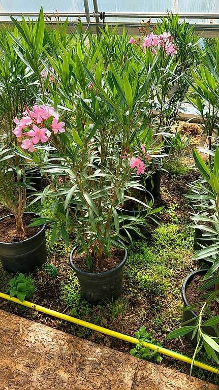 Piante & sementi: 140 cm  OLEANDER ROSA C30-15L – Nuovo e nell'imballaggio originale da Zuckenriet venduto da Thur_Plant 3