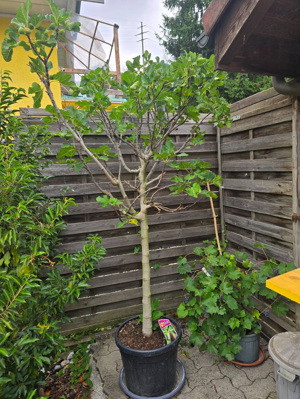 Piante & sementi: Letzter grosser kräftiger Feigenbaum mit Früchten – Usato da Aarburg venduto da popkorn65 3
