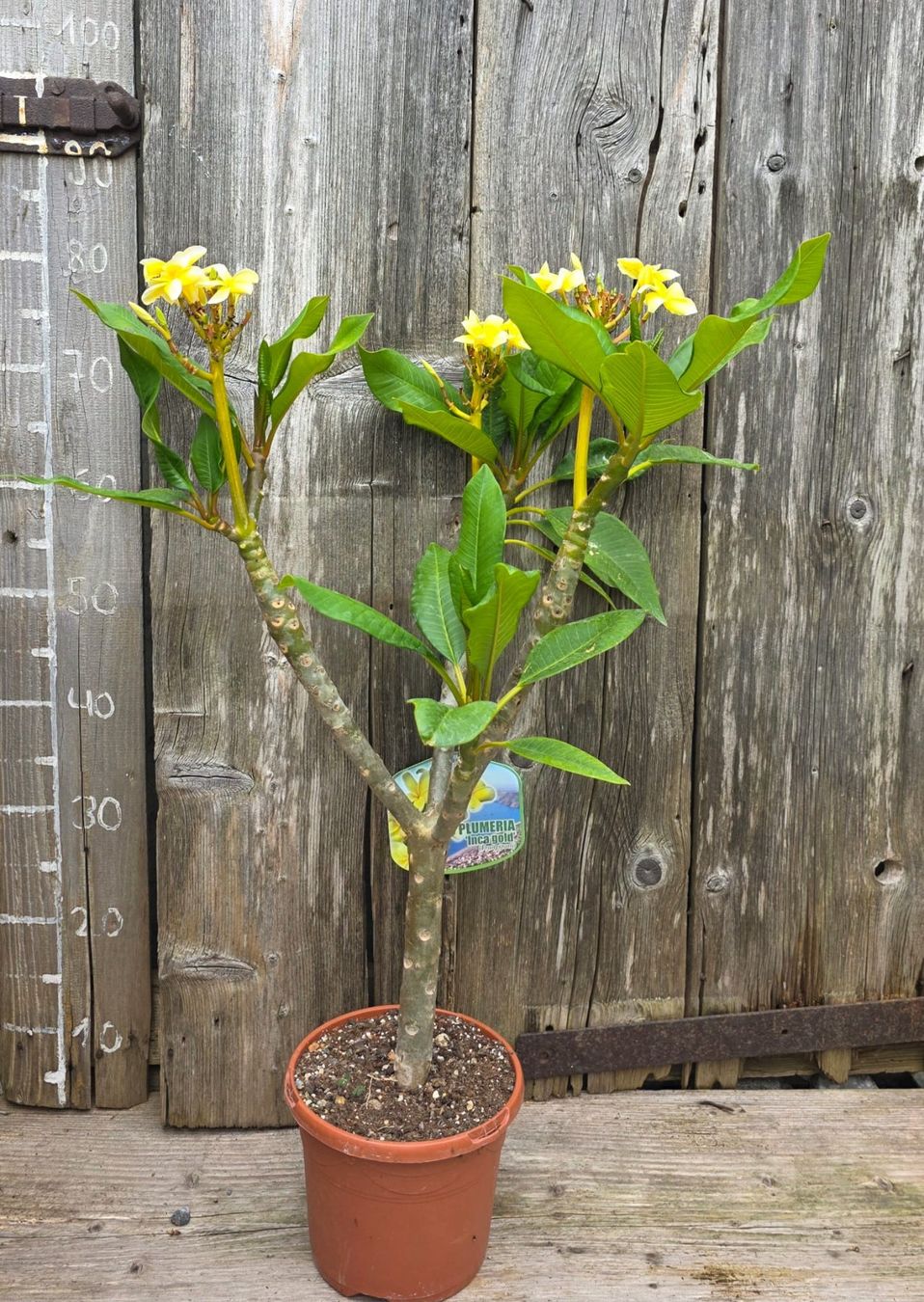 Frangipani / Plumeria Inca Gold (Neu (gemss Beschreibung)) in St.Erhard  fr CHF 70  nur Abholung auf Ricardo kaufen