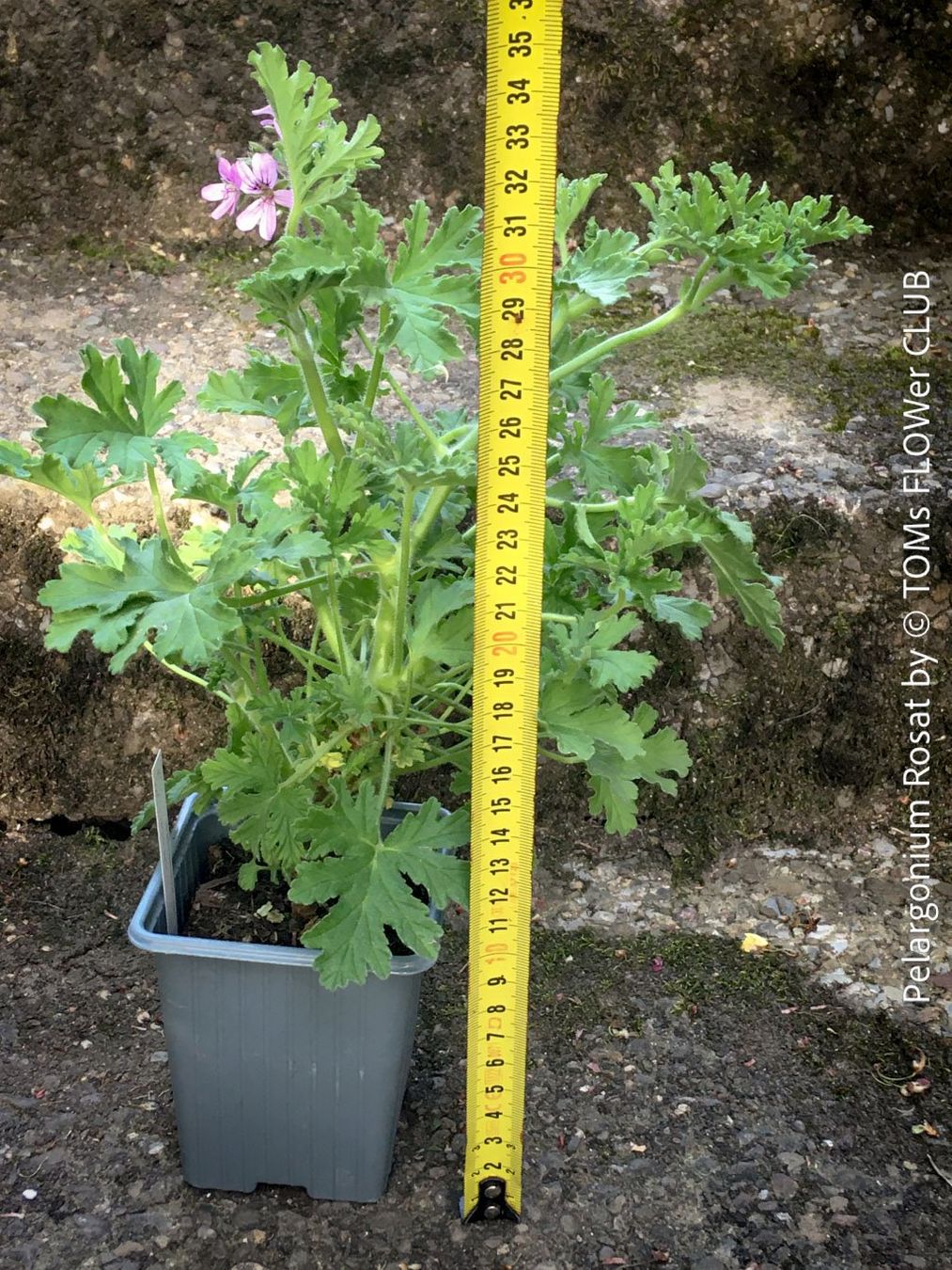 Pflanzen & Samen: Pelargonium Rosat - stark duftende Rosengeranie – Neu und originalverpackt aus Adliswil von asTOMas963 2