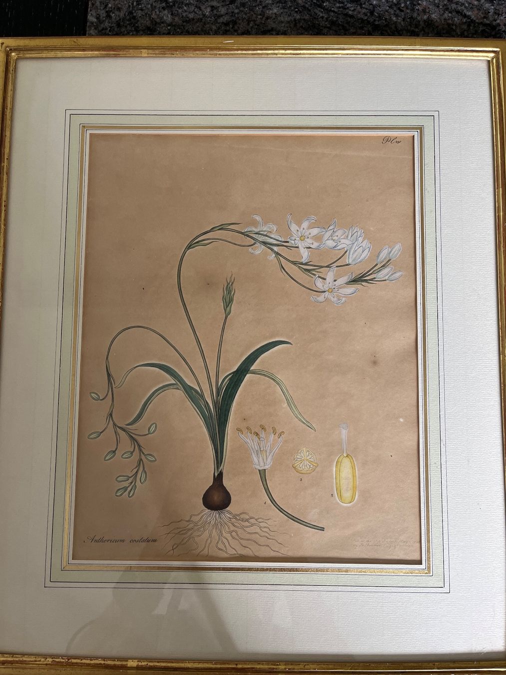 Foto & Immagini: 3 Botanische Kunstdrucke, gerahmt – Usato da Spiegel b. Bern venduto da Burdicrew 1