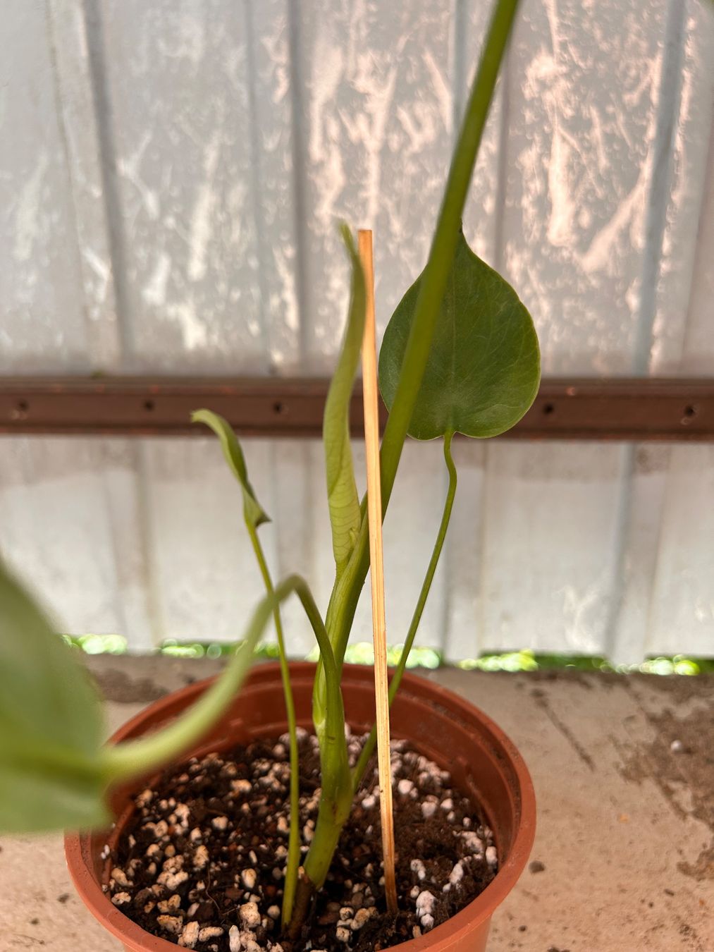 Plantes & graines: Monstera deliciosa 🌱 – D'occasion à Zürich par -Pflaenzlilade 1