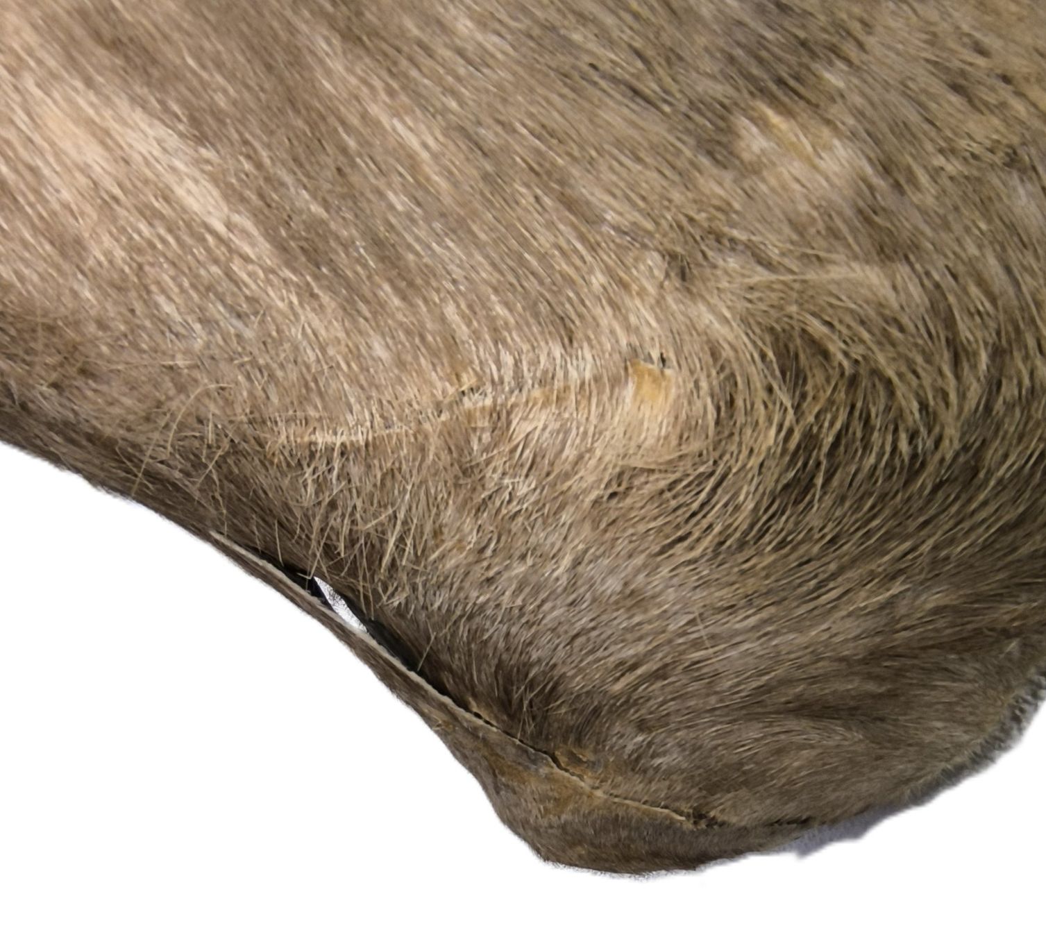Il mondo degli animali: Steinbock Trophäe – Usato da Rüti ZH venduto da Restwert_Rueti_ZH 6