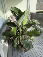Strelitzia nicolai – grosse Zimmerpflanze