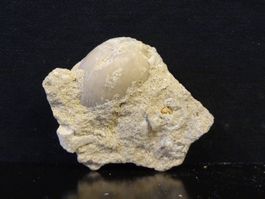 Versteinerter Fisch Fossil MUSCHEL BRACHIOPOD MAROKKO