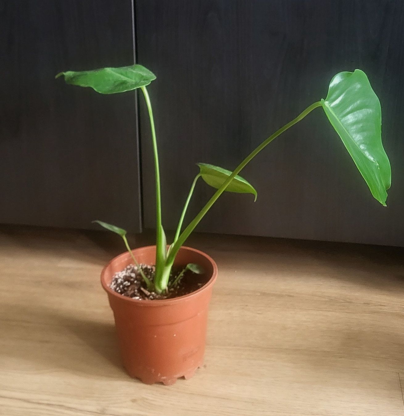 Piante & sementi: Monstera Deliciosa S/M – Usato da Pregassona venduto da maslud 6