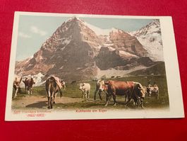 Kuhherde am Eiger
