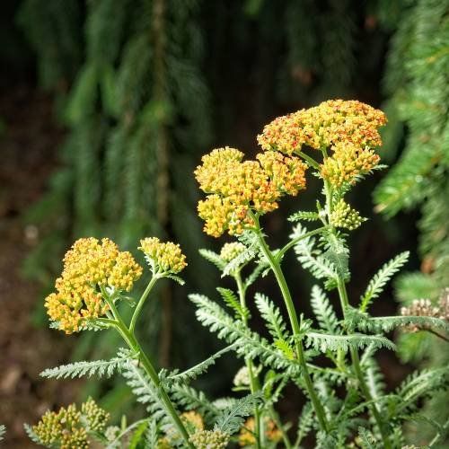 Piante & sementi: Achillée millefeuille orange  3 PLANTES – Nuovo (secondo la descrizione) da Bremblens venduto da FIBONACCI369