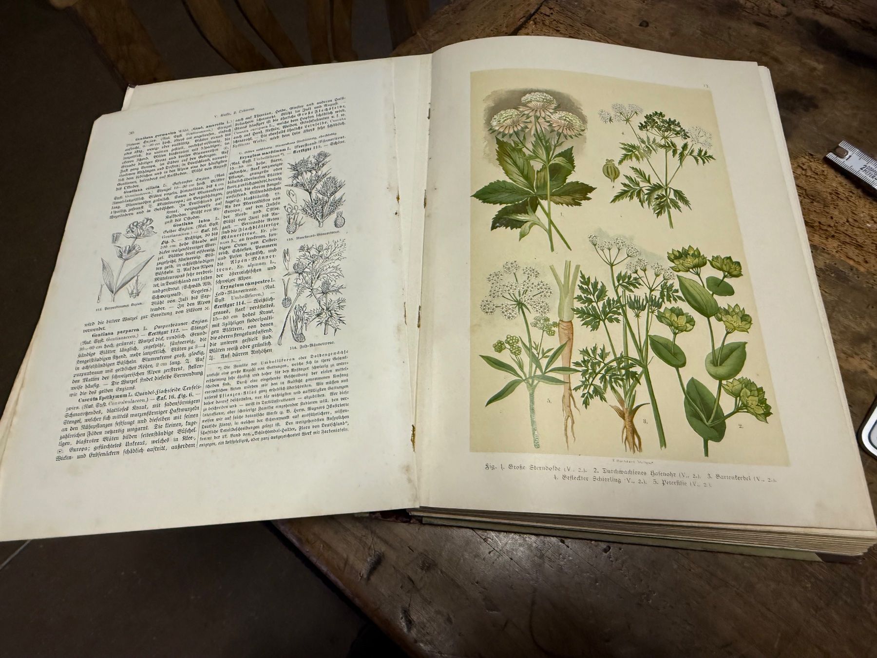 Libri: 1901 Carl Hoffmanns Pflanzenatlas – Usato da Bern venduto da Jwpm66 2